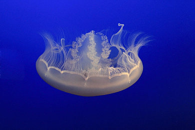 2023年黄色软件｜数字浪潮下，黄色软件创新迭起，文化娱乐新篇章-2