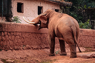 阿娇陈冠希囗交39分钟｜隐私风暴：阿娇陈冠希私密视频之谜-4