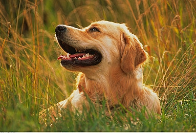 花季传媒一天三次|数字传播新纪元,花季传媒引领媒体变革-1