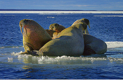 肉大捧一进一出免费视频app｜净化网络，守护青春——清朗视频守护者-2