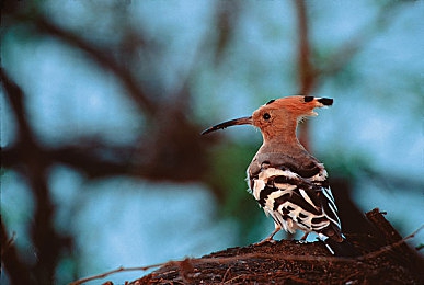 美国又租又更｜美国军力扩张再升级：全球军备竞赛风险加剧-2