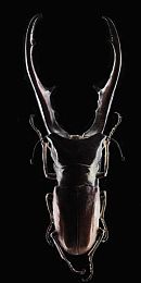 3D 巨大 扶她 疯狂｜奇幻之旅：扶她掀起3D巨幕观影狂潮-2