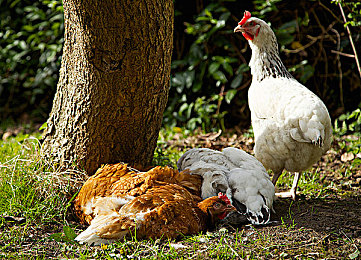 omakmantauzunhayava介绍|探险解谜新游“omakmantauzunhayava”来袭,奇幻大陆等你探险-3