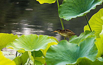 男人插女人软件｜低俗软件“男人插女人”引发热议，网络监管漏洞亟待填补，专家呼吁加强打击与教育-1
