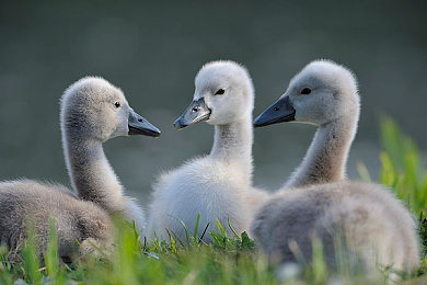 3.0.3免费华为版破解大全｜华为破解大揭秘：风险与伦理之争-3