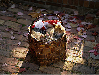 黄视频下载|网络暗流:揭秘黄视频下载隐秘世界-4