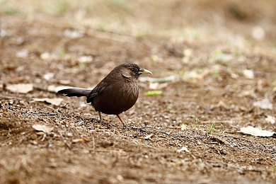 GayFuckXXXX廖承宇|网络暴力新高度:侮辱性标题引发社会热议,反思言论自由与网络道德-4
