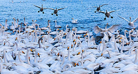 爽 躁多水 快 深点动漫｜青春燃情，动漫新时代：探秘“爽躁多水深快”的产业潮流-1