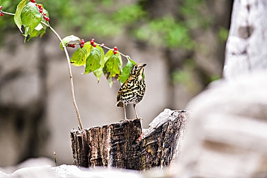 site：ytjiazheng.org｜网络治理新篇章，＂site：ytjiazheng.org＂引领法治清朗风