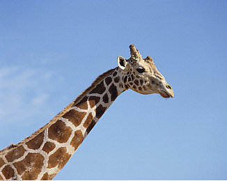 荒野生存21天消码版|极限挑战:荒野生存21天消码版,身心极限大考验引关注-3