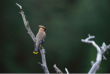 447大但人文艺术的发展历程｜穿越千年，艺术星河：探寻“447大但”人文之旅-2