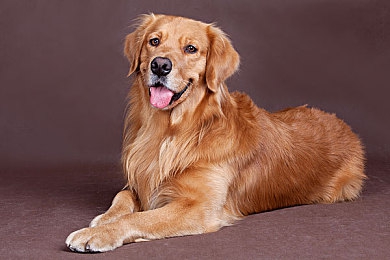 37西方大但人文艺术｜穿越时空的艺术之旅：探索《37西方大但人文艺术》的奇幻探险魅力-3