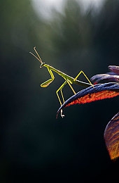 黄色软件免费下载APP.3.0.|网络惊现“黄色软件免费下载APP.3.0.”,非法内容引发社会关注-4