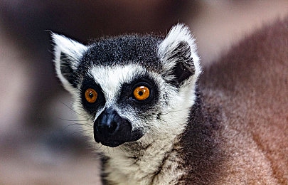 蝴蝶传媒｜媒体变革浪潮中的创新领军者-1