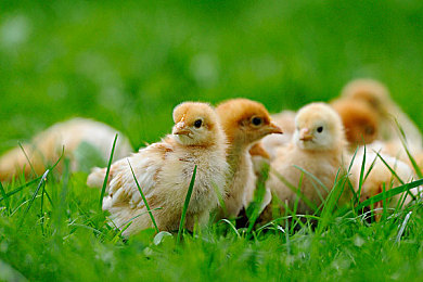 把校花 吊起来打屁股网站｜校园恋曲：校花情缘，趣味互动之旅-3