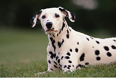 黄色应用免费｜黄色应用免费开放引发社会关注与担忧-2