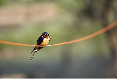 99热这里只有精品9｜99热电商：以‘精品9’口号引领品质购物，创新营销策略吸引用户目光-2