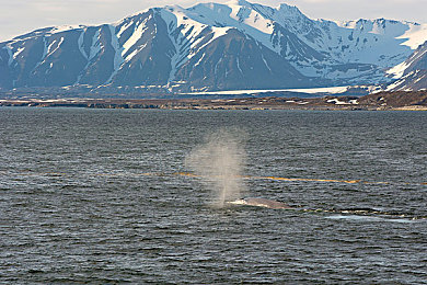一个B三个人｜血型奇缘：三B之谜，探寻罕见病例之谜-4