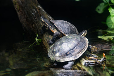 福建导航福建大菠萝官网｜福建美食宝藏库：揭秘“福建大菠萝官网”，线上畅游福建风味-1
