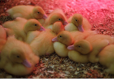 夜色直播成版人看片APP解锁版｜夜色直播新升级，成版人看片APP解锁版引领观影体验革新-4