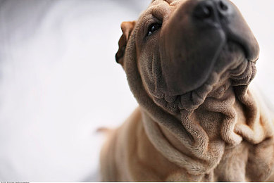 黑人异族｜种族融合新篇章，共筑和谐家园梦-4