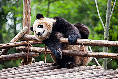 四虎最新地域网名免费苹果下载｜揭秘四虎最新地域网名：创意无限，免费苹果下载福利来袭！-2