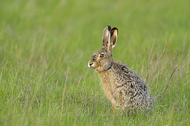 《兽娘通信.牛娘贝尔》第一季｜奇幻兽娘世界，贝尔勇者成长之旅，沉浸式体验动画巨作-4