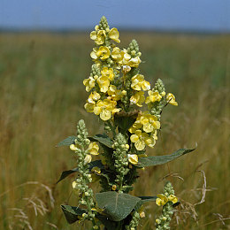 高清dvd碟片 播放|高清DVD碟片播放:体验1920x1080画质,尽享视听盛宴-3