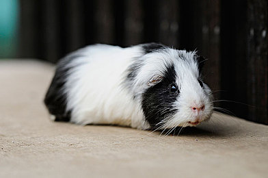 春雨直播免费观看｜春雨直播盛宴，畅享无界视听盛宴-1