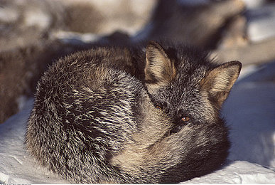 黄色软件每天无限次｜揭秘“黄软”无限魅力，休闲经营乐无穷-5