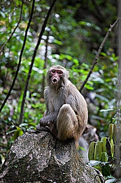 茄子直播|茄子直播崛起:揭秘短视频平台创新互动魅力-3