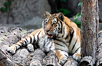 火影忍者黄游戏火影18｜火影18游戏体验升级：经典剧情与全新玩法，探索无限魅力-1