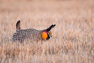 免费看B站直播APP下载｜畅游B站直播，尽享游戏盛宴，互动弹幕乐不停
