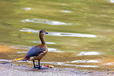 8008幸福宝站长统计版功能|数据洞察新篇章,8008幸福宝助力站长运营升级-4