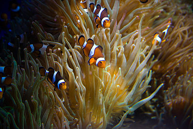 黑人多p混交群体交乱|“种族混交争议引发社会热议:伦理道德边界何在?”-2