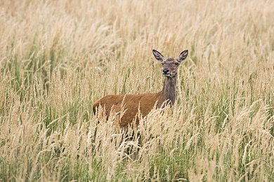 BABY直播｜BABY直播：内容为王，技术领先，引领直播新潮流-3