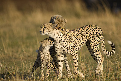 紫龙插花芯｜匠心独运，紫龙花艺：绽放传统之美-4