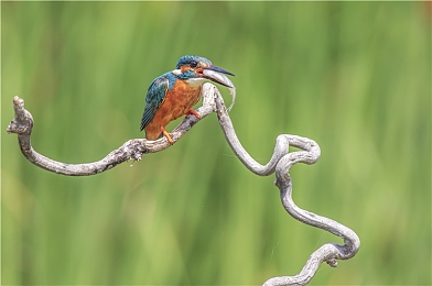 五月丁香六月激情|五月盛放丁香花,六月激情赛事燃,共绘多彩生活画卷-4