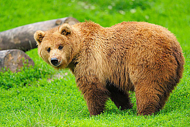 免费被 黄漫游戏｜揭秘免费黄漫游戏：沉迷陷阱与身心健康风险警示-3