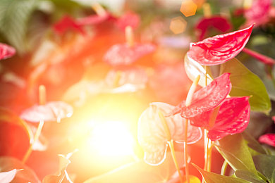 粉色传媒｜女性力量崛起，粉色传媒助力性别平等，引领新时代传媒潮流-1