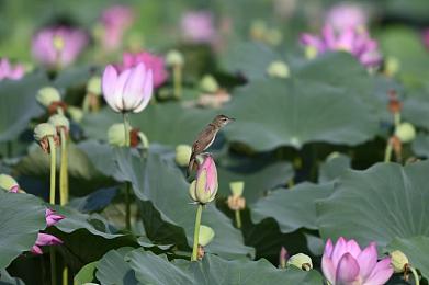 李梓熙各种捆绑调教|解密李梓熙:情感教育中的独特捆绑调教艺术-3