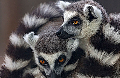 龙龙直播|龙龙直播:短视频时代的新星,如何快速崛起成为直播界的璀璨明珠?-2