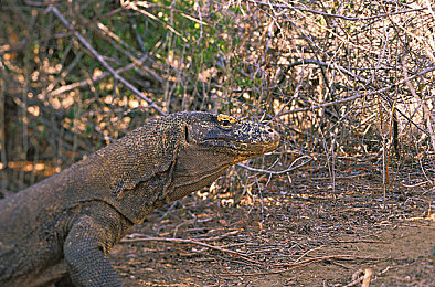 黄色软件下载安装|净网先锋:抵制黄毒,守护心灵净土-2