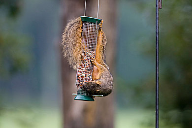 黑土流眼泪翻白眼咬铁球图片|“黑土黄牛咬铁球图片引关注:农村养殖现状与动物福利问题待解”-2