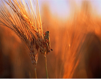 九九热热|探寻“九九热热”:传统习俗中的节日温暖与传承-2
