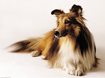 Asian多毛美鮑欣赏pics|“探寻海洋珍宝:亚洲多毛美鲍,感受海洋深处的独特魅力”-2