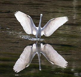 迪丽热巴被艹｜迪丽热巴：魅力绽放，影视星空中的甜蜜星光之旅-4