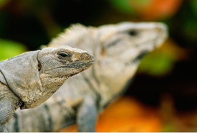 uu幼儿儿童网站｜幼儿乐园，互动学习新体验-4