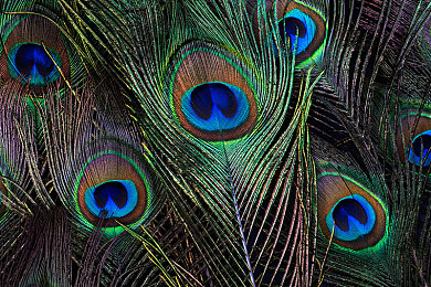 鲁鲁网|鲁鲁网:海洋探险奇幻之旅,解锁神秘宝藏攻略-5