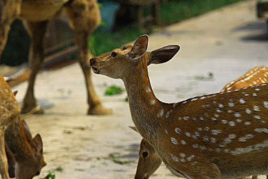 护士japan性护士free|放松身心,关爱相伴:护士Japan,专业情感支持体验-4